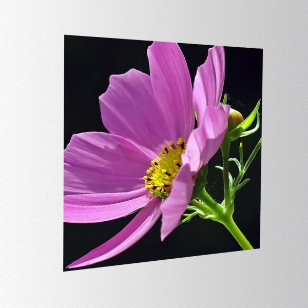 Honeycomb cardboard and customizable flower feather